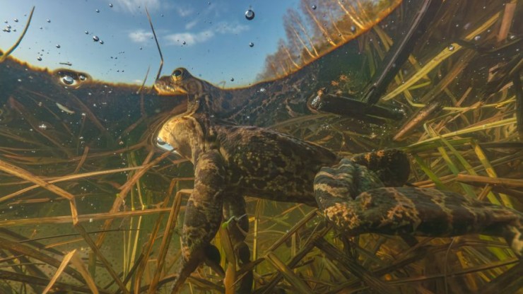 В заповеднике Тверской области рассказали, куда лягушки прячутся зимой - новости ТИА