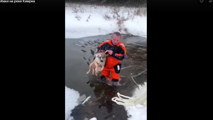 В Кимрах спасли собаку, оказавшуюся в ледяной воде - новости ТИА