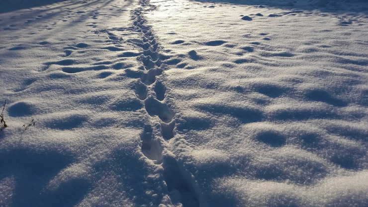 Минувший снегопад в Тверской области повысил снежный покров до 36 см - новости ТИА