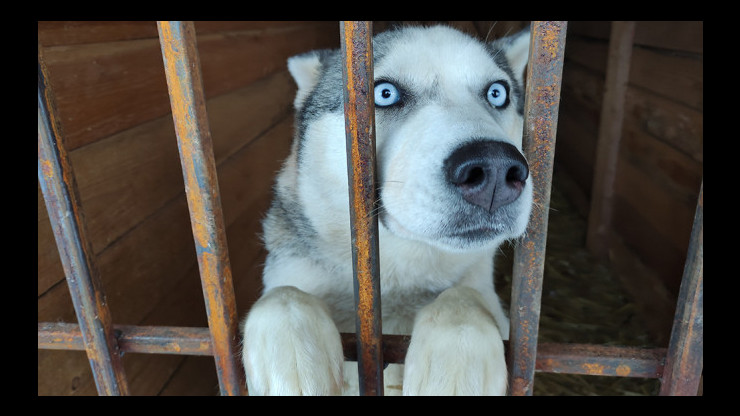 В уборке вольеров в собачьем приюте в Бежецке требуется помощь волонтёров - новости ТИА