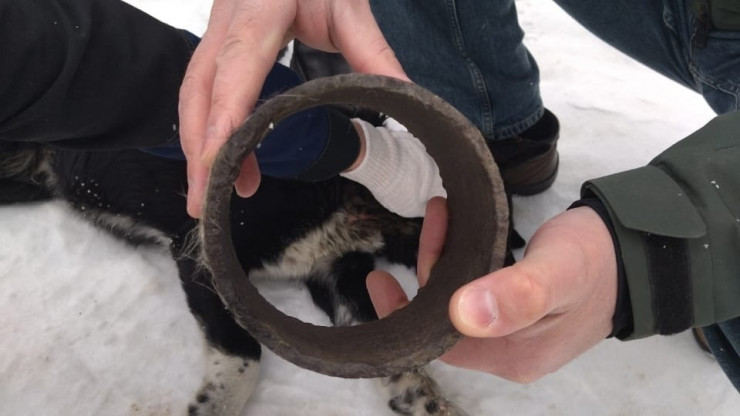 В Твери волонтёры и неравнодушные люди спасли собаку с трубой на шее - новости ТИА