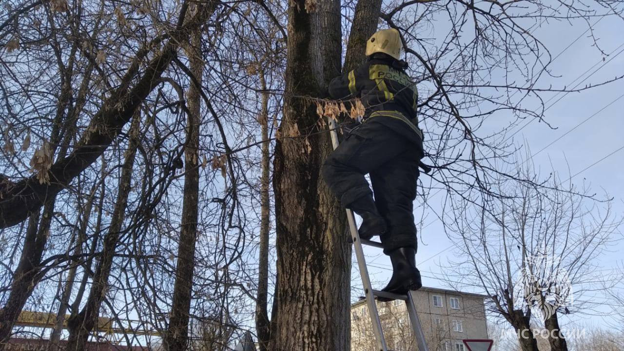 В Твери спасатели сняли кота с дерева | 16.03.2024 | Тверь - БезФормата