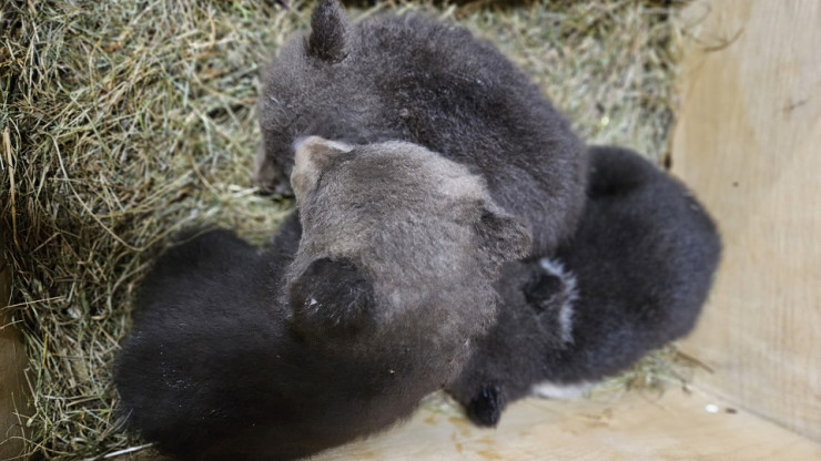 В тверской Центр спасения из Смоленской области привезли трех медвежат-сирот - новости ТИА