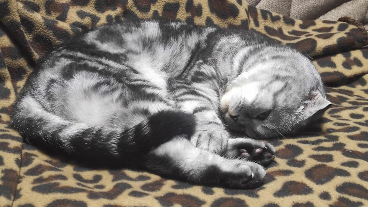 Штрафы за выброс животных на улицу предлагают увеличить в 10 раз - новости ТИА