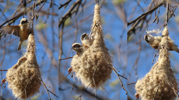 В Тверской области запечатлели причудливое гнездо, похожее на варежку - новости ТИА
