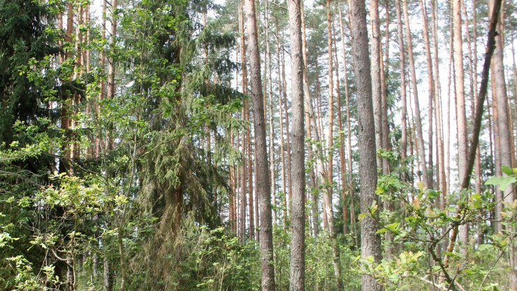 В Тверской области мужчина незаконно нарубил леса на 21 млн рублей - новости ТИА