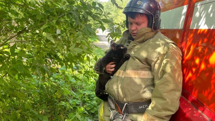 Сотрудники МЧС спасли кошку с дерева и котёнка из канализационном коллектора - новости ТИА