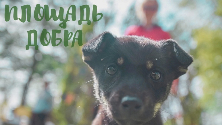 В Твери на фестивале "Площадь добра" будут раздавать бездомных котиков и пёсиков - новости ТИА