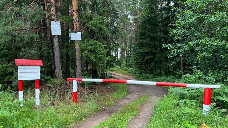 В Тверской области выполнили годовой план по противопожарному обустройству лесов - новости ТИА