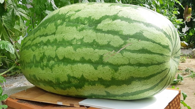 В деревне под Тверью жительница вырастила на огороде 80-килограммовый арбуз - новости ТИА