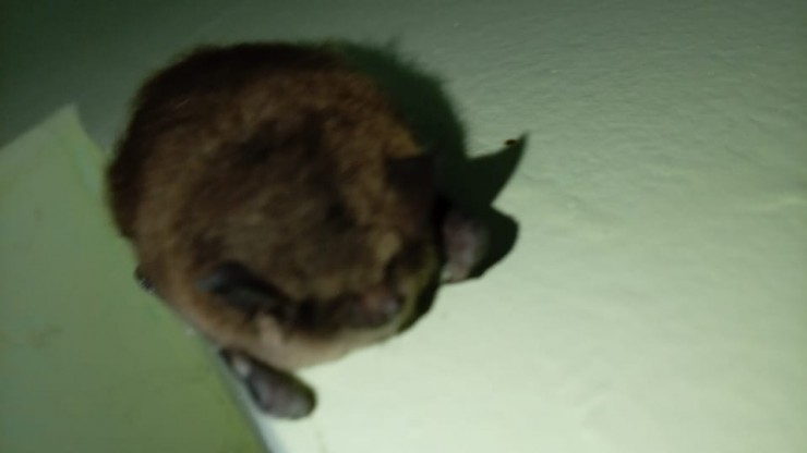 В многоэтажке в Твери на стене устроилась необычная гостья - новости ТИА