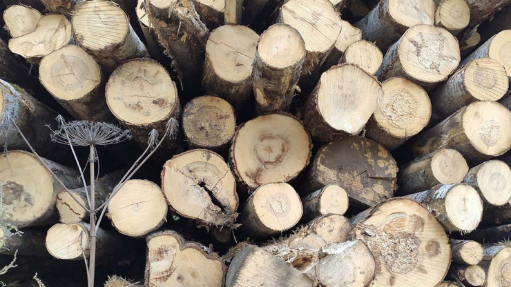 В Тверской области незаконно вырубили лес почти на 2,5 млн рублей - новости ТИА