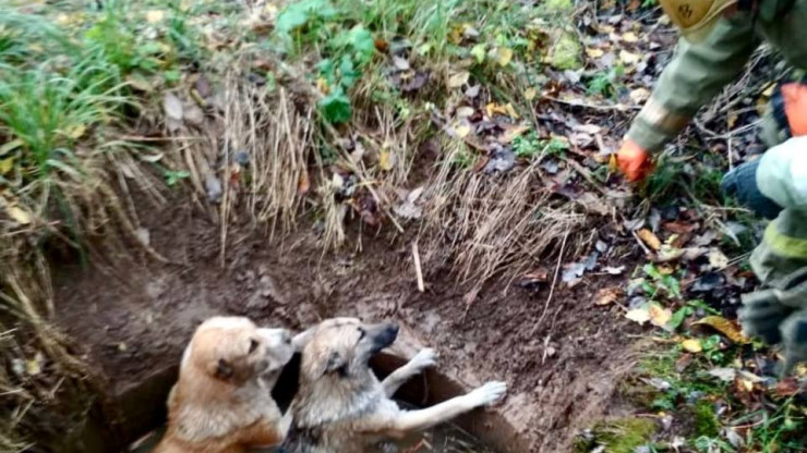 В Торжке спасатели достали двух собак, попавших в яму с водой - новости ТИА