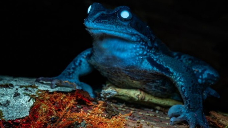 В заповеднике Тверской области нашли "светящихся" обитателей - новости ТИА