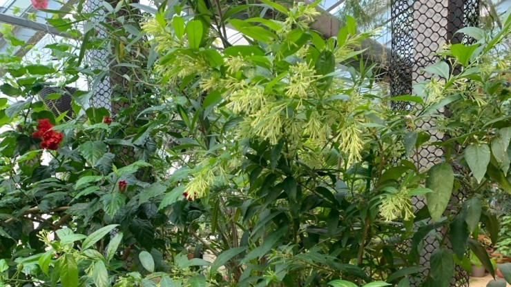 В Твери расцвел "Ночной жасмин" - новости ТИА