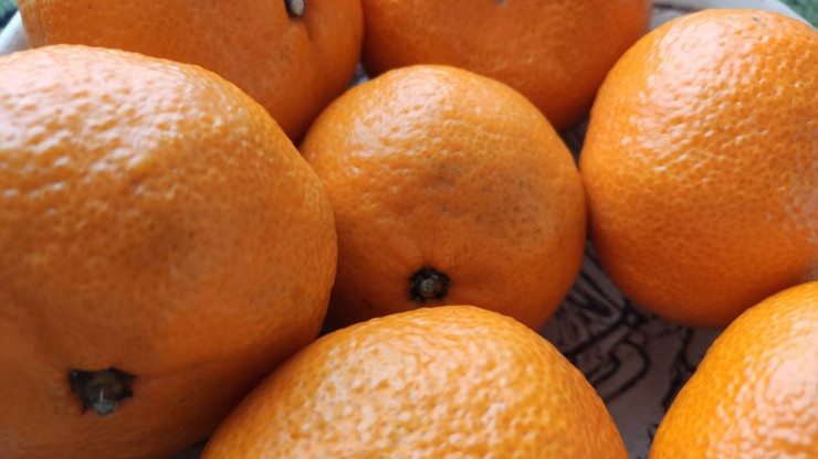 Россельхознадзор рассказал, какие виды мандаринов продают в Тверской области - новости ТИА