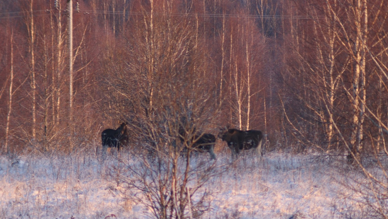 Фото: «СОНКОВО»