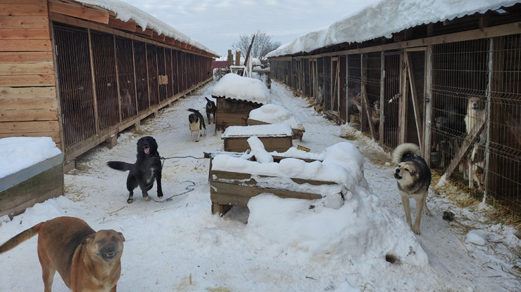 В Тверской области в этом году откроют три приюта для собак - новости ТИА
