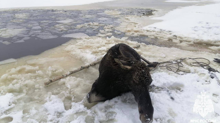 В Тверской области спасатели вытащили провалившегося под лед лося - новости ТИА