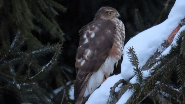 В Бежецке запечатлели пернатого хищника перед охотой - новости ТИА