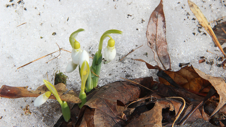 В Гидрометцентре рассказали, когда в Тверскую область придёт настоящая весна - новости ТИА