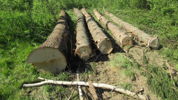В природоохранную прокуратуру можно пожаловаться на вырубки и свалки в лесах - новости ТИА