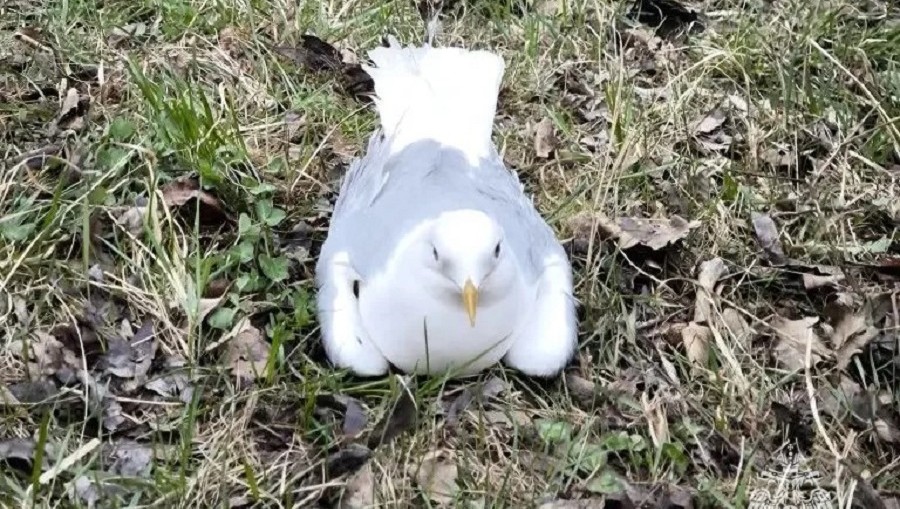 Фото: ГУ МЧС России по Тверской области