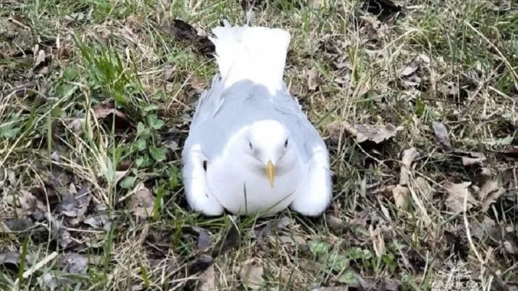 В Твери спасли чайку, повисшую на проводах - новости ТИА