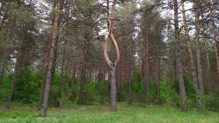 В Тверской области ввели запрет на посещение лесов - новости ТИА