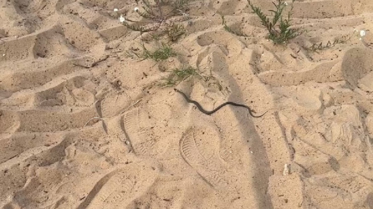 В Конаково змея заползла в детскую коляску - новости ТИА