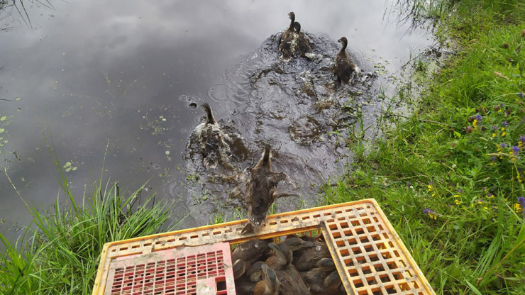 В Тверской области в естественную среду обитания выпустили 600 утят кряквы - новости ТИА