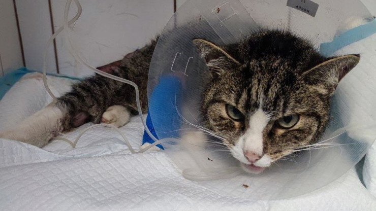 В Москве спасают тверского кота, пострадавшего от извращенца - новости ТИА