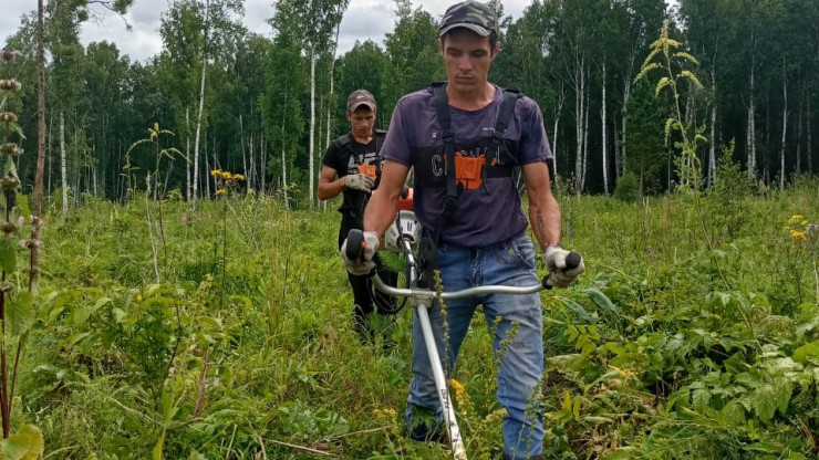 В Тверской области проводят агротехнический уход за лесными культурами - новости ТИА
