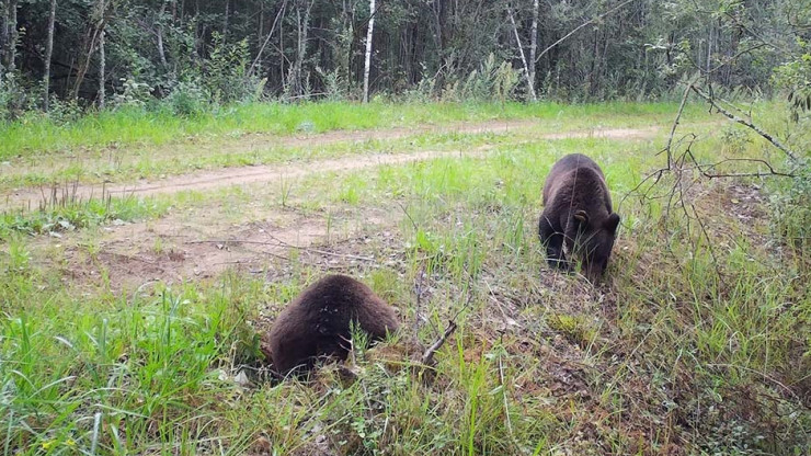 Выпускники Центра спасения медвежат-сирот попали в объектив фотоловушки - новости ТИА
