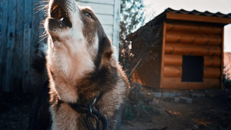В Торжке пенсионерку загрыз цепной пёс - новости ТИА