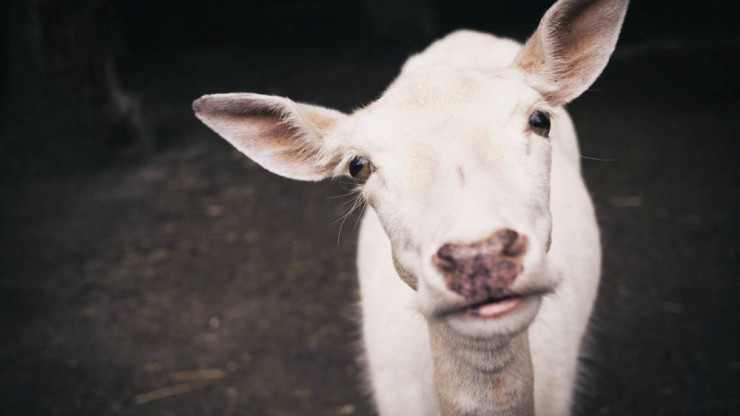 В Тверской области хозяйка коз отказалась делать прививки от сибирской язвы - новости ТИА