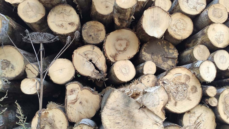 В Тверской области в суд направили 18 уголовных дел о незаконной вырубке лесов - новости ТИА