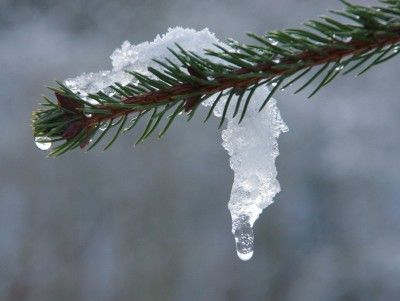 В гидрометцентре объяснили февральское потепление в Тверской области - новости ТИА