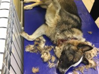 "Гнил заживо": в Нелидове зоозащитники спасли собаку с вросшим ошейником - новости ТИА