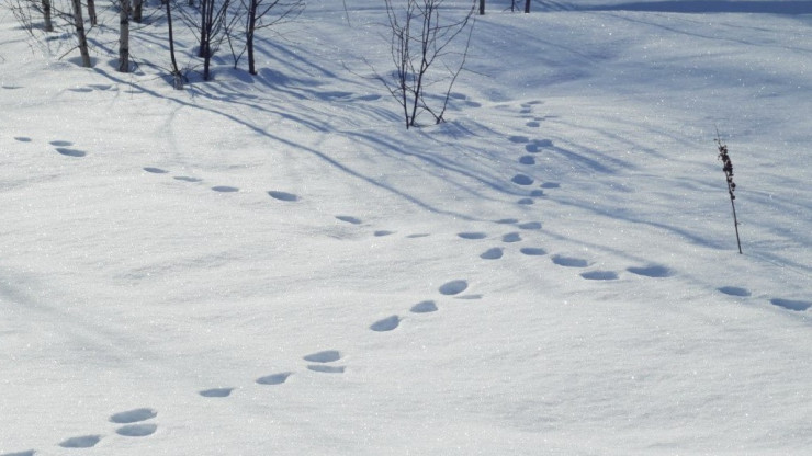 В Тверской области начался зимний маршрутный учет зверей и птиц - новости ТИА