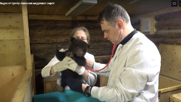 Биологи тверского центра показали, как ведут себя медвежата на приеме у врача - новости ТИА
