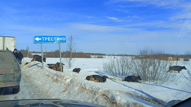 В Тверской области на дорогу из фургона выпала корова - новости ТИА