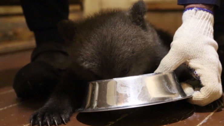Тверские биологи опубликовали новое видео трапезы подопечных медвежат-сирот - новости ТИА