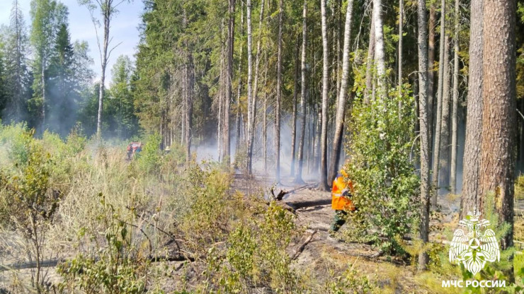 В Тверской области потушили лесной пожар - новости ТИА