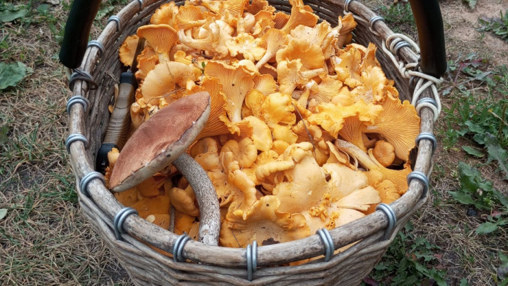 Тверской грибник рассказал, какие грибы уже можно собирать корзинками - новости ТИА