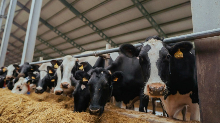 Малым хозяйствам компенсируют до 90% затрат на обновление молочного стада - новости ТИА