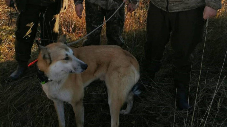 В Тверской области прошли соревнования охотничьих лаек по лосю - новости ТИА
