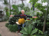 Ботанический сад приглашает всех на дегустацию тверских бананов - новости ТИА