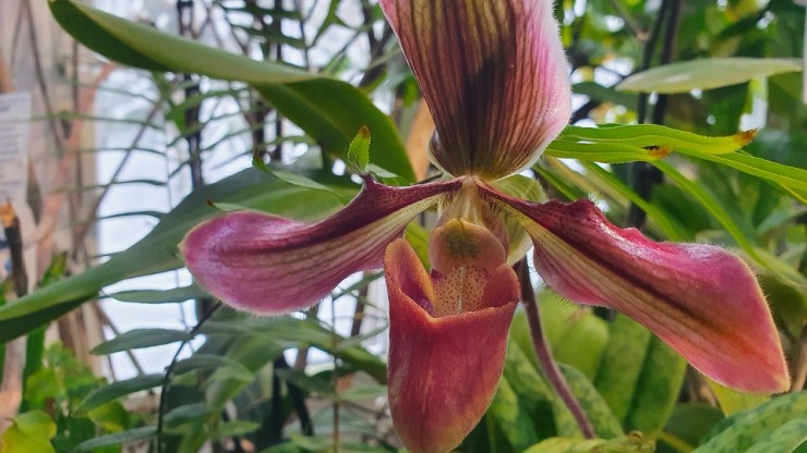 В Твери расцвели орхидеи-башмачки - новости ТИА