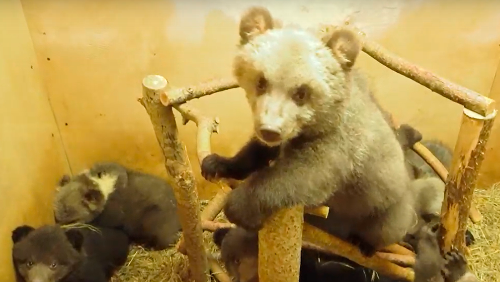 Кадр из видео Центра спасения медвежат-сирот